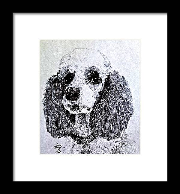 Dog Framed Print featuring the drawing Standard Parti Poodle 2 by Terri Mills