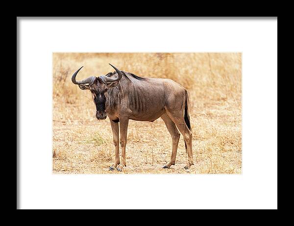 Africa Framed Print featuring the photograph Standing My Ground by Betty Eich