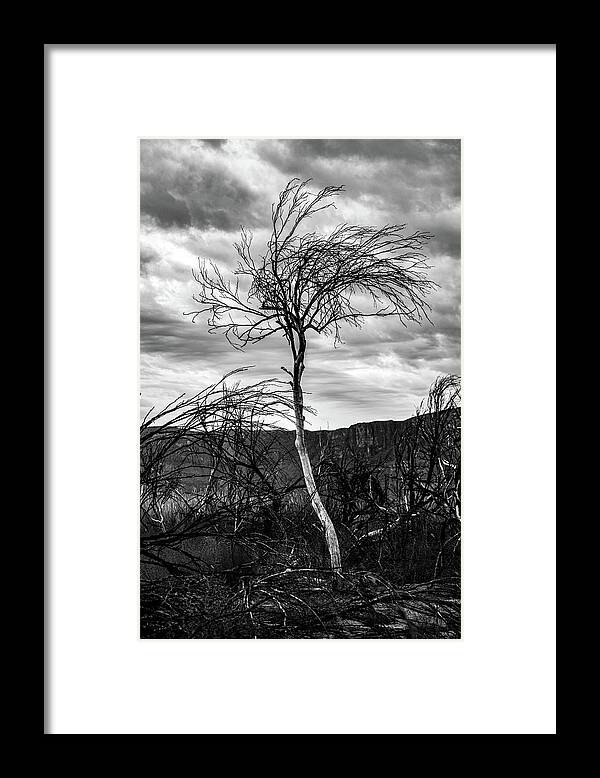 Black And White Framed Print featuring the photograph Standing Tall by KC Hulsman