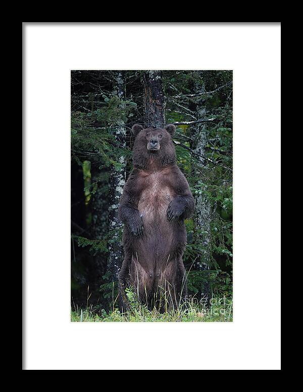 Alaska Framed Print featuring the photograph Standing Tall by Patrick Nowotny