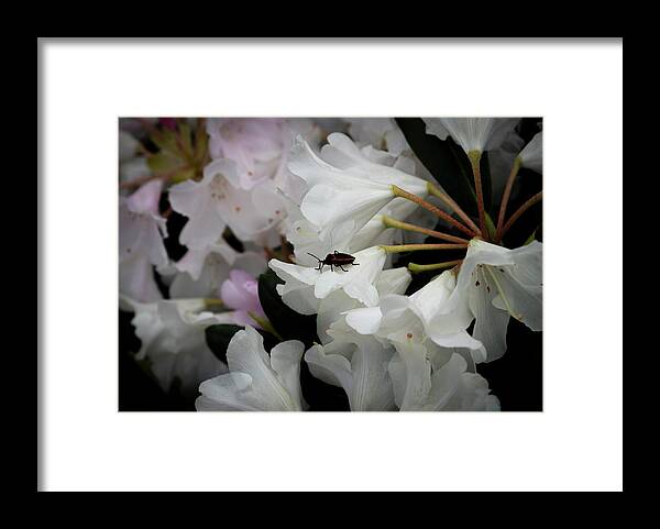 Insect Framed Print featuring the photograph Stands Out by Steven Clark