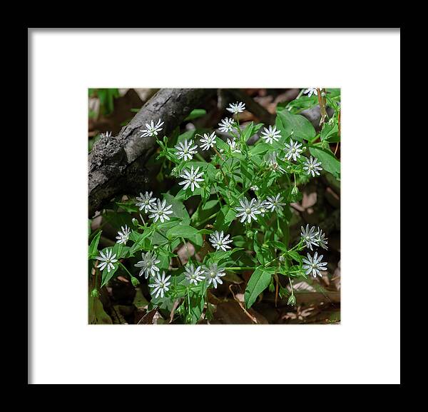 Nature Framed Print featuring the photograph Star Chickweed or Great Chickweed DFL1189 by Gerry Gantt