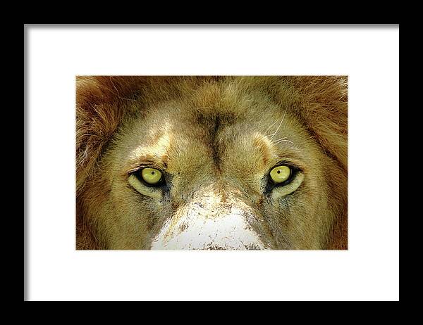 Lion Framed Print featuring the photograph Stare Down by Lens Art Photography By Larry Trager