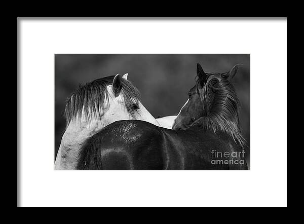 Stallions Framed Print featuring the photograph Stare Down by Shannon Hastings