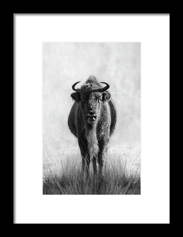 European Bison Framed Print featuring the photograph Stare down with a Bison by Patrick Van Os
