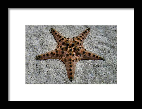 Starfish Framed Print featuring the photograph Starfish by Eric Hafner