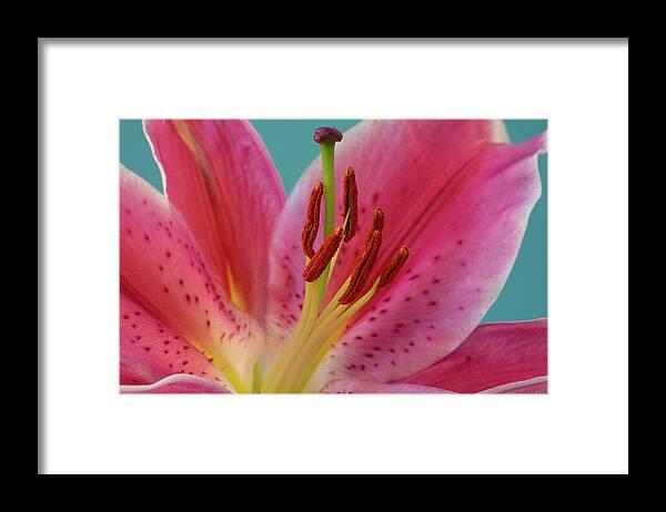 Lily Framed Print featuring the photograph Stargazer Lily by Tina Horne