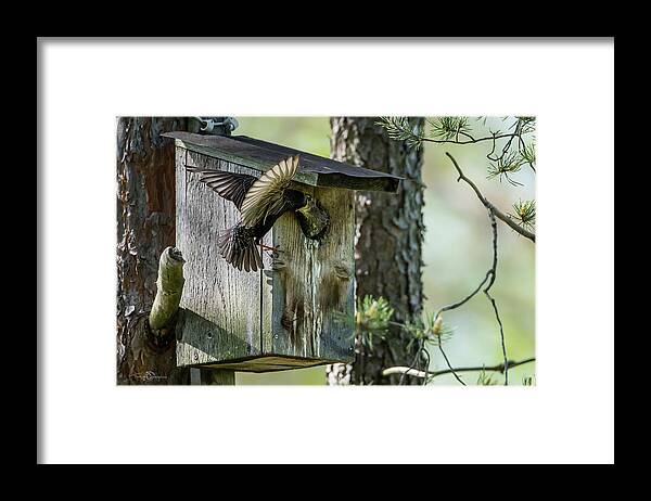 Starling Framed Print featuring the photograph Starling feed the nestling deep in the throat by Torbjorn Swenelius