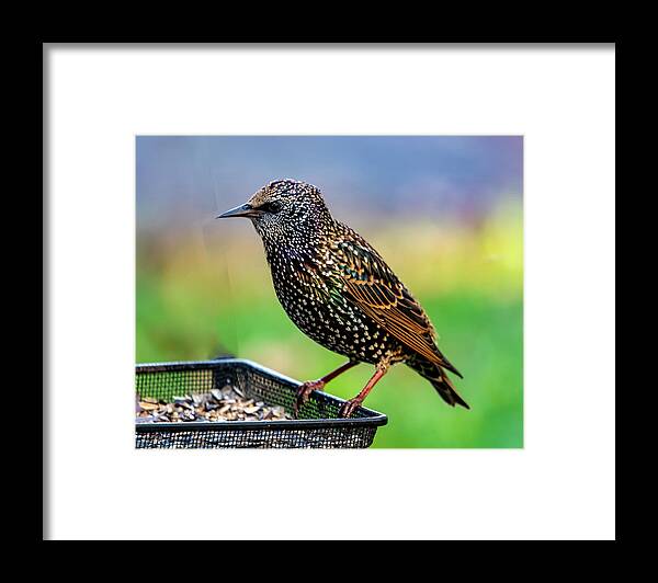 Bird Framed Print featuring the photograph Starling In Color by Cathy Kovarik