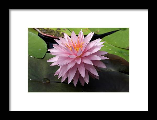 Water Lily Framed Print featuring the photograph Starry Water Lily by Mingming Jiang
