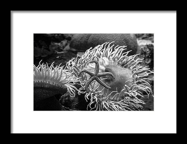 Black And White Framed Print featuring the photograph Starstuck by Gina Cinardo