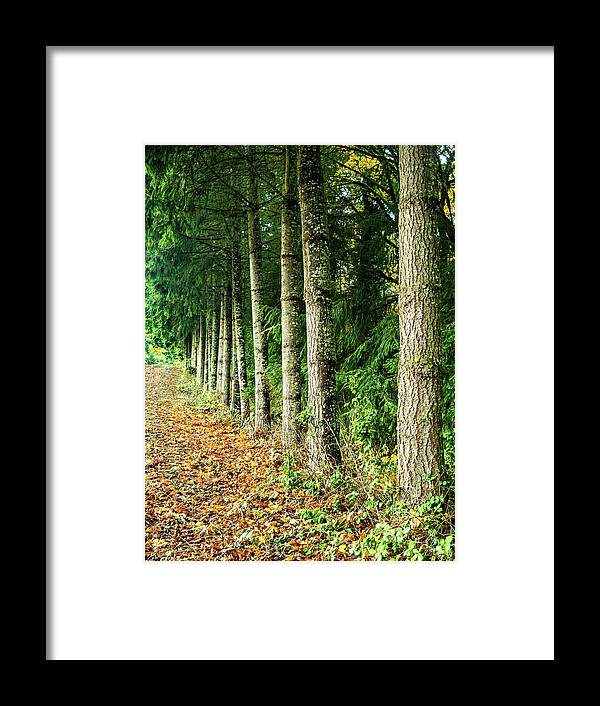 Fall Framed Print featuring the photograph Leading Lines by Leslie Struxness