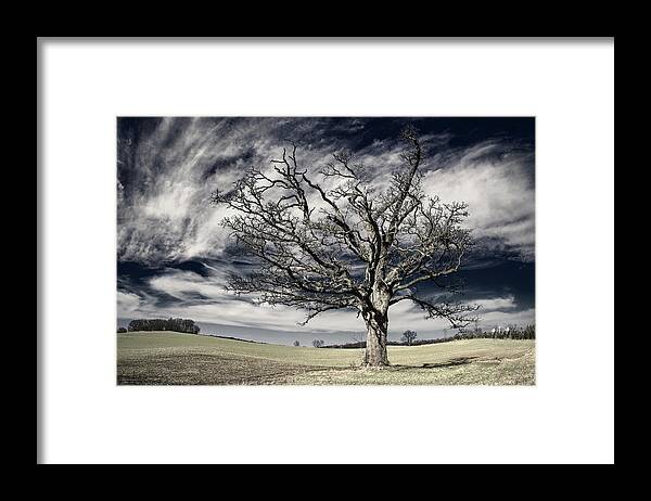 Oak Framed Print featuring the photograph Static Motion - gnarly barren oak tree on rolling Wisconsin prairie with majestic sky - pseudo IR by Peter Herman