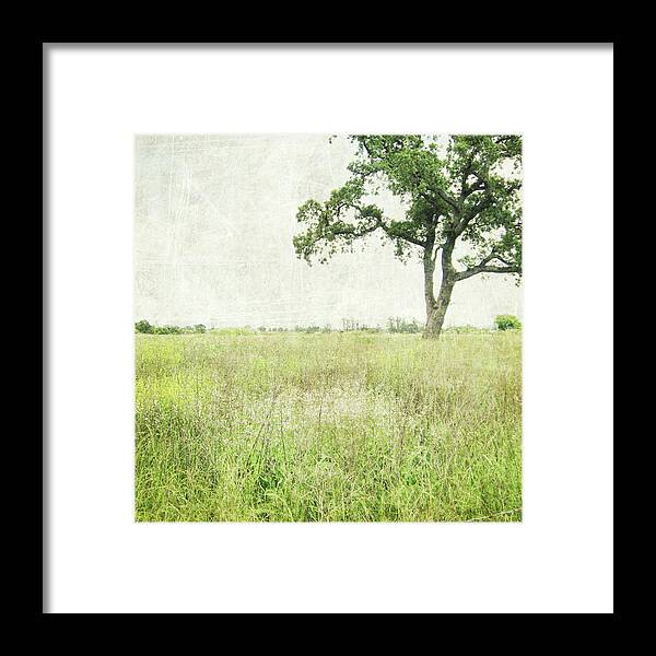 Tree Framed Print featuring the photograph Stay a While by Lupen Grainne