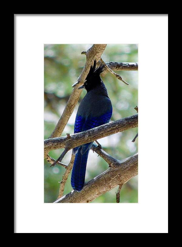 Dan Miller Framed Print featuring the photograph Stellar's Jay in the Forest by Dan Miller