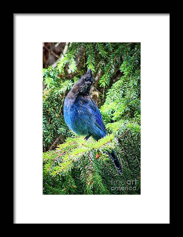 Bird Framed Print featuring the photograph Steller's Jay by Thomas Nay