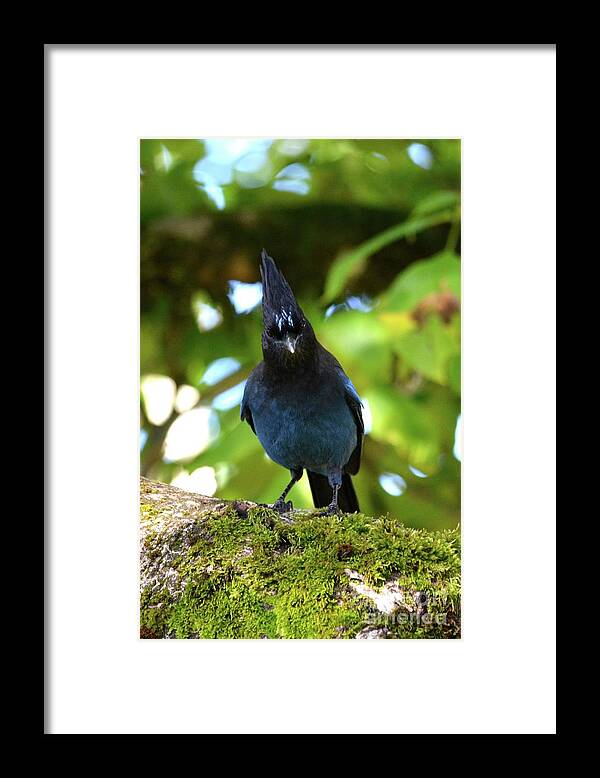 Bird Framed Print featuring the photograph Steller's Jay Staredown by Gayle Swigart