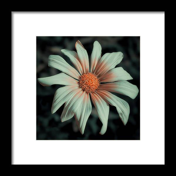 Stillive Framed Print featuring the photograph Stillive by Rudy Van Acker