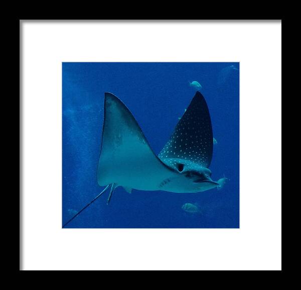 Fish. Stingray Framed Print featuring the photograph Stingray by Bess Carter