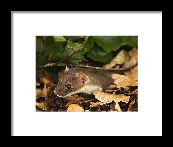 Animal Themes Framed Print featuring the photograph Stoat, Mustela erminea by Louise Heusinkveld