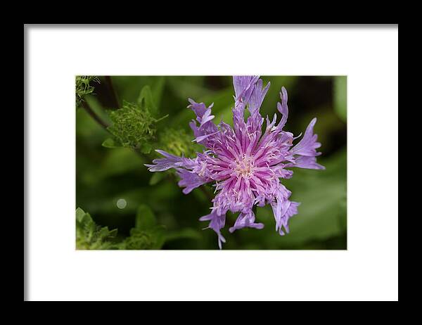 Stoke’s Aster Framed Print featuring the photograph Stoke's Aster Flower 3 by Mingming Jiang