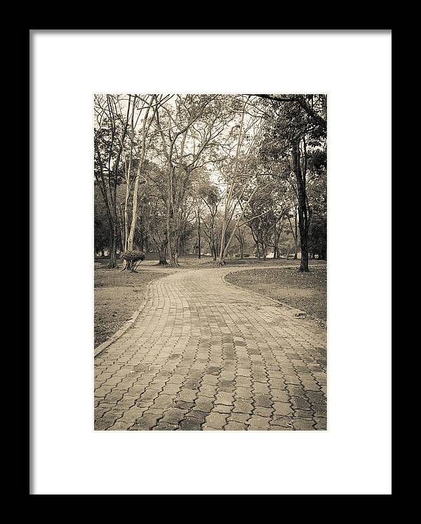 Tropical Tree Framed Print featuring the photograph Stone pathway by Boonsom