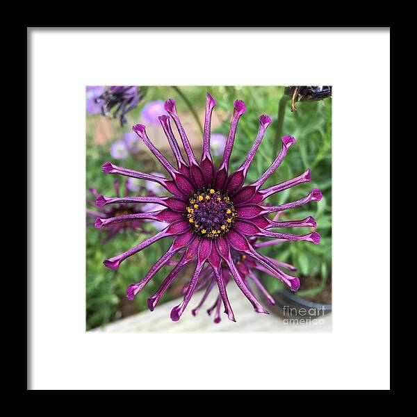 Purple Framed Print featuring the photograph Strange Love by Wendy Golden