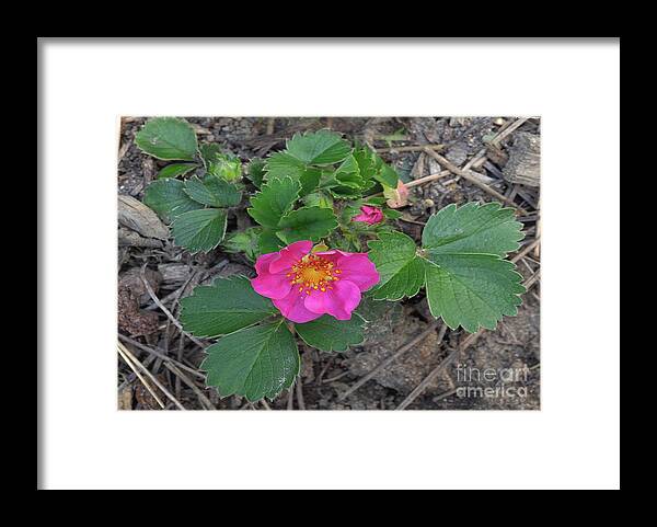 Spring Framed Print featuring the photograph Strawberry Flower by PROMedias US