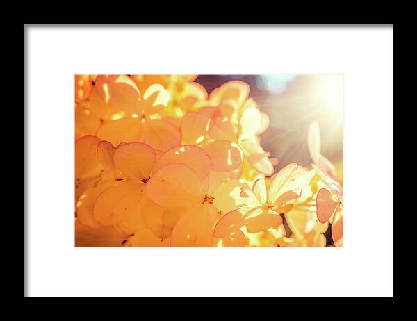 Strawberry Hydrangea Framed Print featuring the photograph Strawberry hydrangea by Lilia S