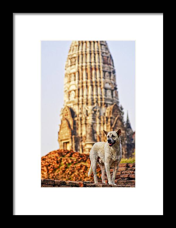 Animal Themes Framed Print featuring the photograph Stray dog in Thailand capital ruins by Sherri Damlo, Damlo Shots, Damlo Does, LLC