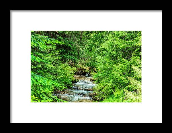 Stream Framed Print featuring the photograph Stream Of Ferns by Pamela Dunn-Parrish