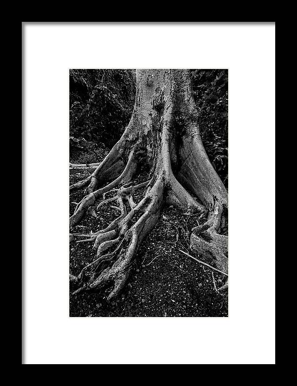 Black And White Framed Print featuring the photograph Strength and Growth by Kim Sowa