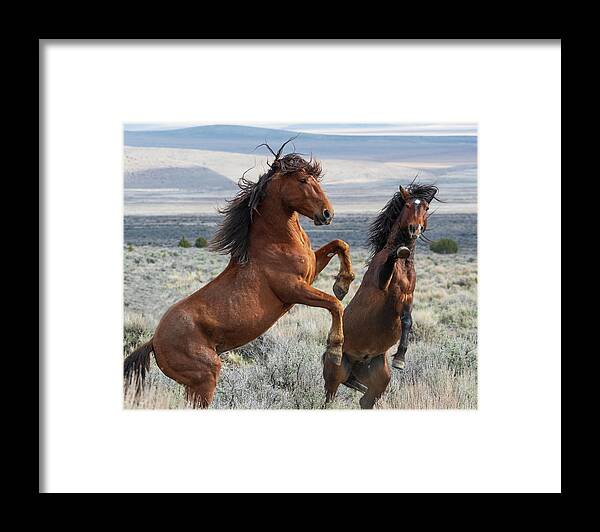 Wild Horses Framed Print featuring the photograph Strength by Mary Hone