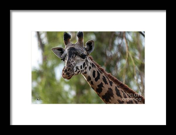 San Diego Zoo Framed Print featuring the photograph Stretching My Neck Out for This Photograph by David Levin