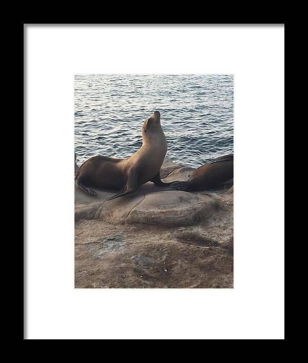 Seal Framed Print featuring the photograph Strike a Pose by Lisa White