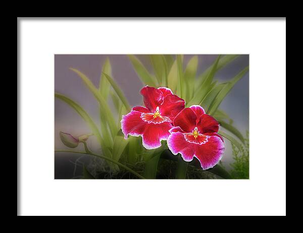 Orchid Framed Print featuring the photograph Striking Orchids by Elvira Peretsman