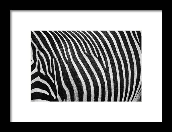 Zoo Boise Framed Print featuring the photograph Stripes by Melissa Southern