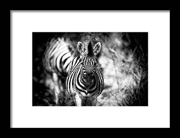 Animals Framed Print featuring the photograph Stripes by Stefan Knauer