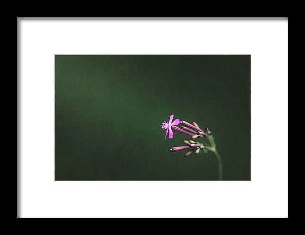 Flower Framed Print featuring the photograph Strive by Scott Norris