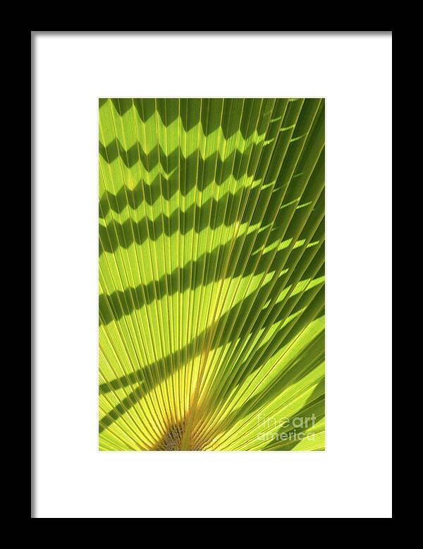 Palm Leaf Framed Print featuring the photograph Structure of green palm leaf with shadows 1 by Adriana Mueller