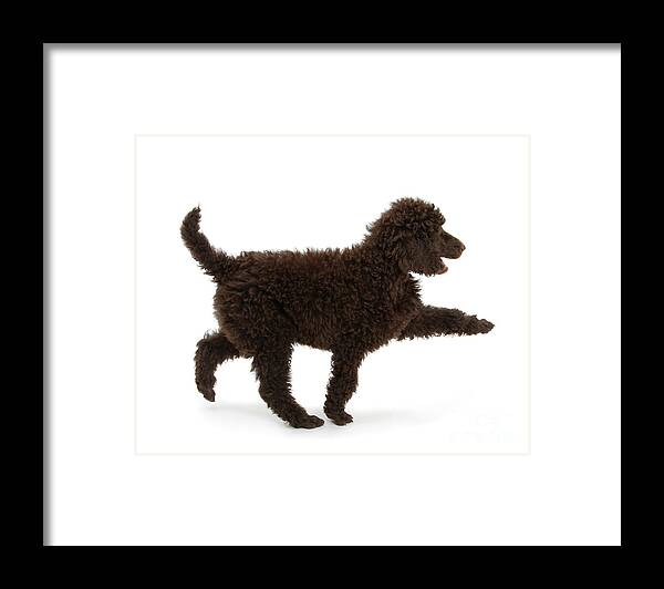 Standard Poodle Framed Print featuring the photograph Strutting out Poodle by Warren Photographic