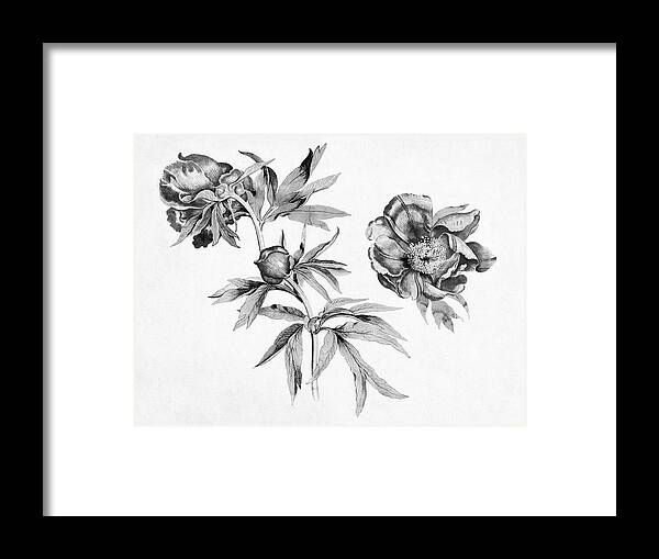 Studies Of Peonies By Martin Schongauer Framed Print featuring the painting Studies of Peonies by Martin Schongauer in Black and White by Bob Pardue