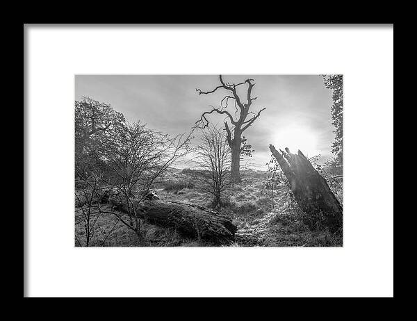 Trees. Old Trees Framed Print featuring the photograph Stump by Remigiusz MARCZAK