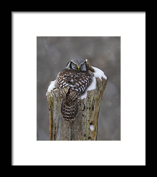 Owl Framed Print featuring the photograph Stumped by Timothy McIntyre