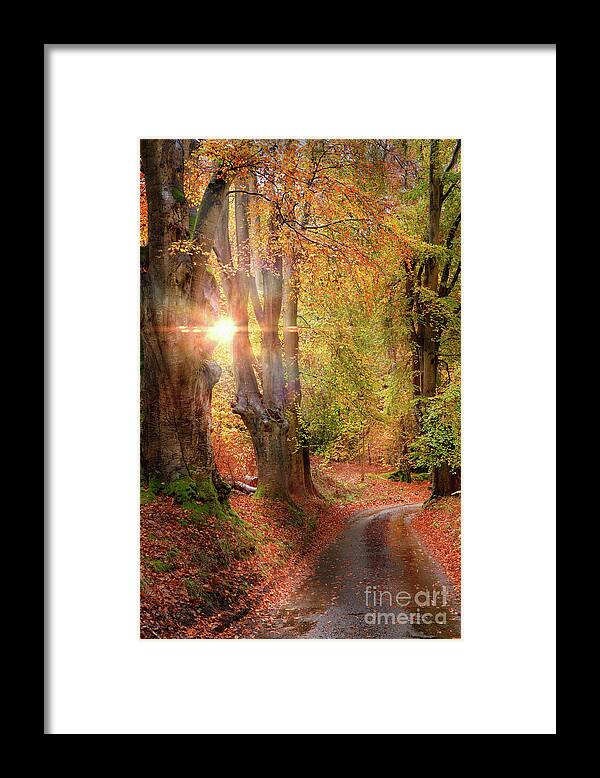 Autumn Framed Print featuring the photograph Stunning autumn forest road at sunrise in Norfolk by Simon Bratt
