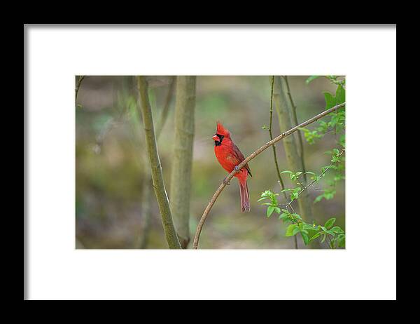 Blue Ridge Parkway Framed Print featuring the photograph Stunning Northern Cardinal by Robert J Wagner