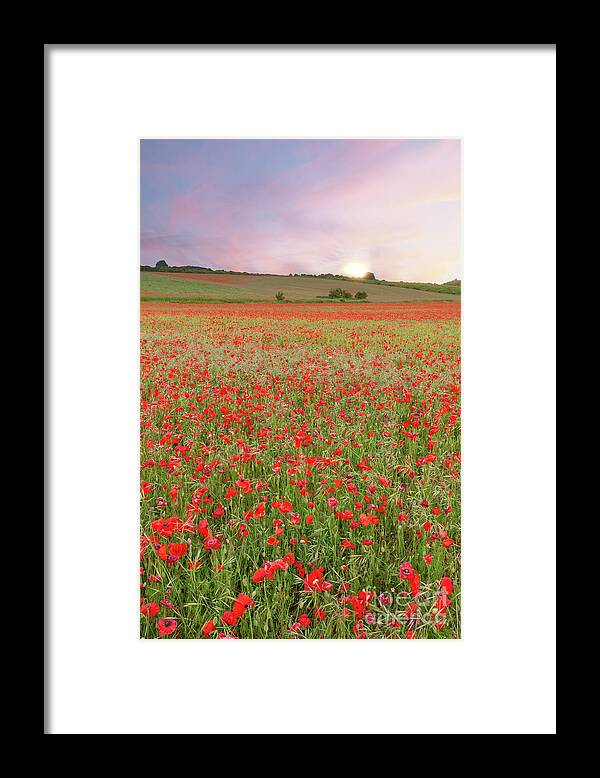 Norfolk Framed Print featuring the photograph Norfolk poppy fields at sunrise in England by Simon Bratt