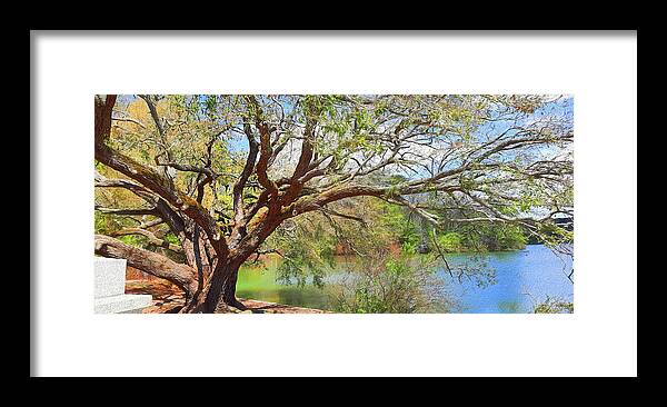 Oak Framed Print featuring the photograph Sturdy Old Live Oak Tree by Ola Allen