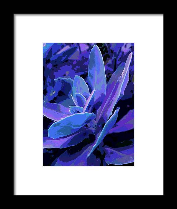 Succulent Framed Print featuring the photograph Succulent in Lavender by Loraine Yaffe