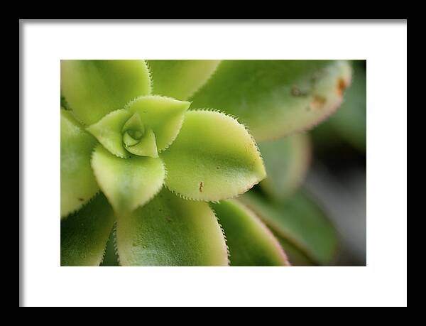 Abstract Framed Print featuring the photograph Succulent Plant Leaf Pattern by Mike Fusaro